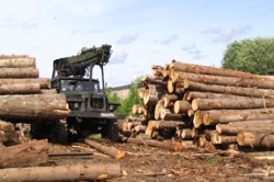 На территории Томской области планируется запустить лесопромышленный комплекс